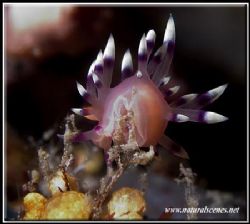 Another nudi for today named “Much-Desired Flabellina”; a... by Yves Antoniazzo 